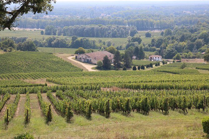 Bordeaux : Full Day Wine Tastings & Gourmet Lunch - Price and value: why $236.20 can make sense