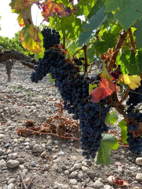 Bordeaux: Saint Emilion Village with Chateaus & Wine Tasting - Key highlights to look forward to