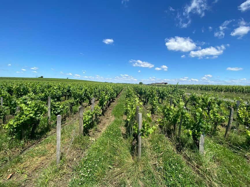 Bordeaux: Saint Emilion Village with Chateaus & Wine Tasting - Tasting 5–6 wines with cheese: how to make it fun (not stressful)