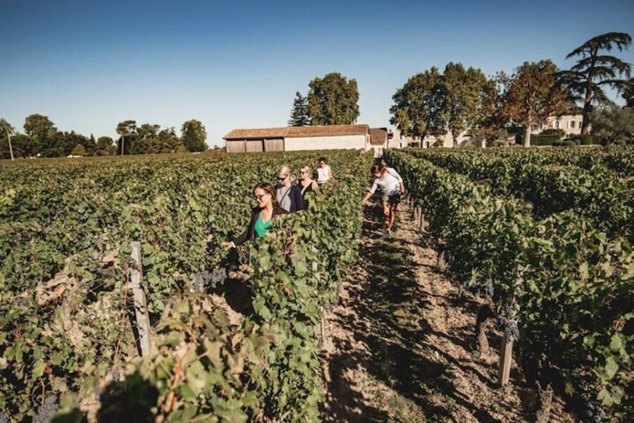 Bordeaux: St-Emilion and Medoc Wine Day Tour with Lunch - Meeting point, van ride, and the vineyard drive you’ll remember