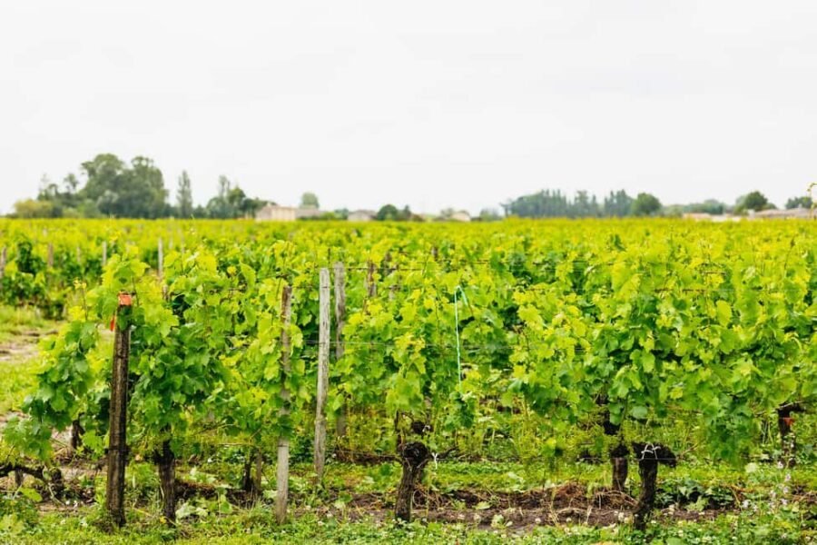 Bordeaux: St. Emilion Day Trip with Wine Tasting and Lunch - Second Winery Visit: Getting Real Comparison in One Afternoon