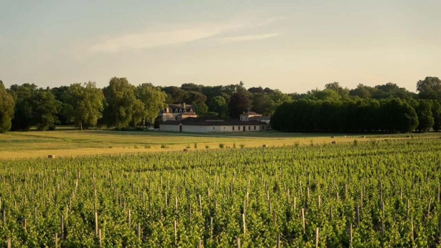 Château Olivier: One Hour Vineyard Tour with Wine Tasting - Price and Value: Is $23 Worth Your One Hour?
