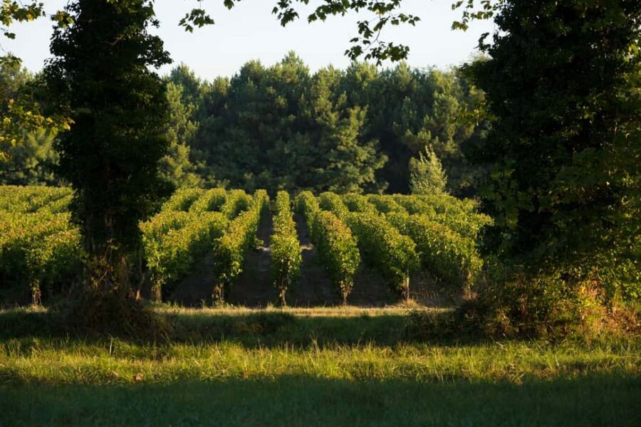 Château Olivier: One Hour Vineyard Tour with Wine Tasting - The De Bethmann Story: 138 Years of Ownership and Practical Stewardship