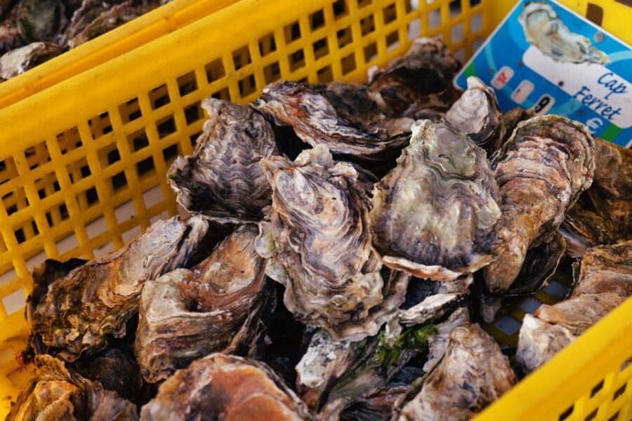 From Bordeaux: Arcachon Bay Full Day Tour and Oyster Lunch - How the Timing Really Feels: A Full Day Without Running on Empty