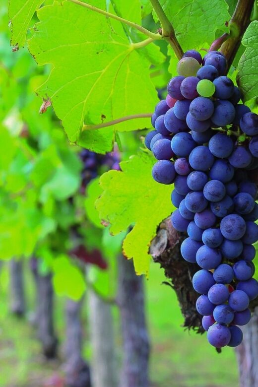 From Bordeaux: Full-Day Medoc Wine Tour - A Full-Day Medoc Lesson Starts at the Bordeaux Tourism Office