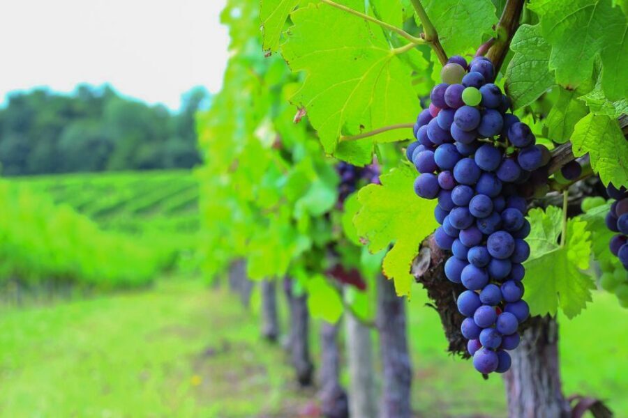 From Bordeaux: Full-Day Medoc Wine Tour - Stop One: The First Estate Visit and Tasting (Your baseline)