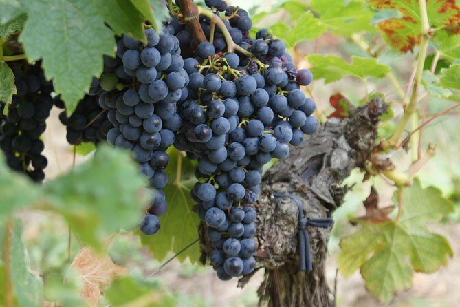 Full-day wine tour in Saint-Emilion (Premium Sedan) - Why a premium sedan matters in Bordeaux wine country
