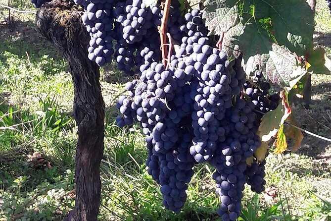 Half-day tour to Saint Emilion, a UNESCO site, with a private guide - Estate Stop One: family-run wine estate and 2–3 wines