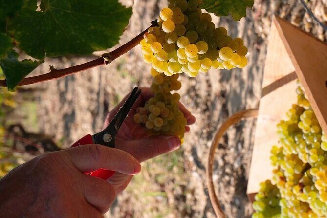 Margaux Wine Tour experience - A Bordeaux-to-Margaux Day That Feels Personal, Not Rushed