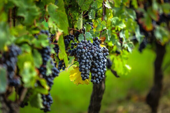 Médoc Region Half-Day Wine Tour with Winery Visit & Tastings from Bordeaux - Meet at 12 Cr du 30 Juillet: How the Day Starts in Bordeaux