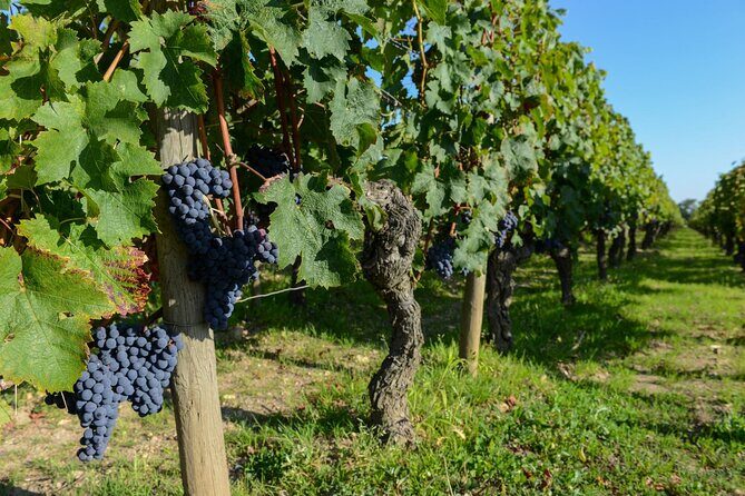 Medoc Region Wine Day Trip with Vineyard Visits & Tastings from Bordeaux - Stop 2: Pauillac or St. Estèphe Tasting and the Style Contrast