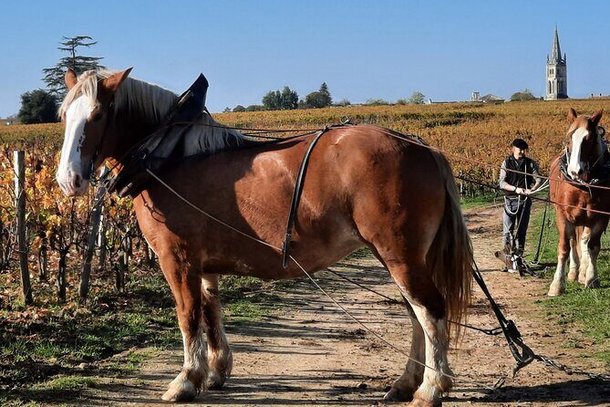 Private Wine Lovers - Super St Emilion - behind the scenes visits top chateaux and medieval town - Pomerol on the Route: Seeing Petrus Without the Pretend