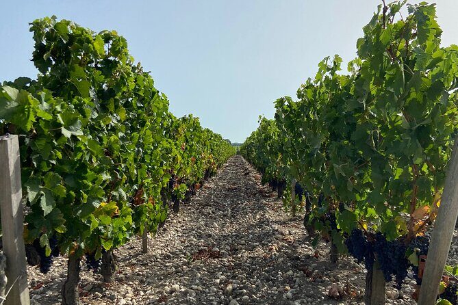 Saint Emilion Castle and Village Wine Tour - From Bordeaux to Vineyards: The Ride That Sets the Mood