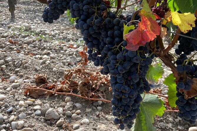 Saint Emilion Castle and Village Wine Tour - Bordeaux Drop-Off and the Real Timing Behind a 6-Hour Loop