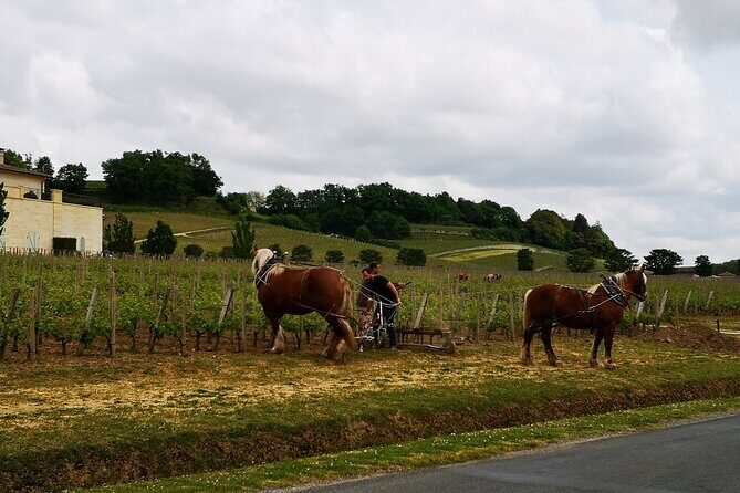 Saint Emilion Half-Day Trip with Wine Tasting & Winery Visit from Bordeaux - The Minivan Ride: What You’ll Learn Before You Arrive