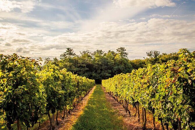 Saint-Emilion Private Half Day Wine Tour from Bordeaux - Price and value: what you get for $407.41 per person