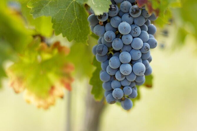 Saint-Emilion Small-Group Electric Bike Wine Tour Tastings & Lunch from Bordeaux - Electric bikes: why this tour works for more people