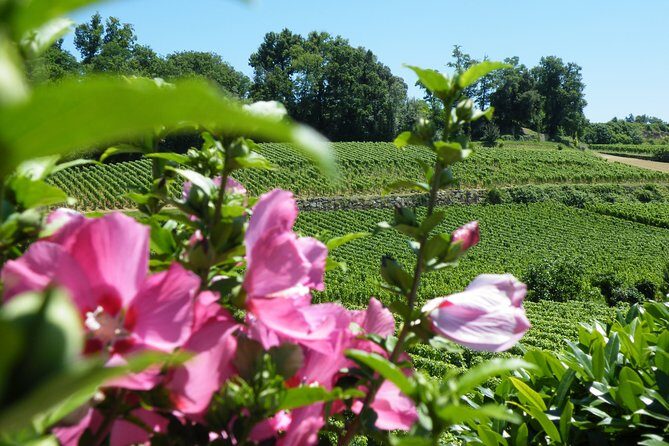 Saint Emilion Wine Tour Tasting Half Day from Bordeaux - French Aperitif and Snacks: What’s Included When the Clocks Speed Up