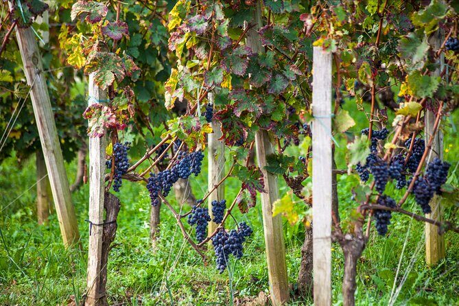 Saint-Émilion Wine Tour: Winery and Village - Should you book this Saint-Émilion winery and village tour?