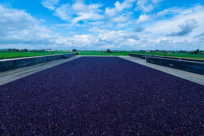 Visit Saint-Emilion and Pomerol:Vineyards, lunch and tastings included - Meeting at Allée de Tourny: smooth start, private comfort